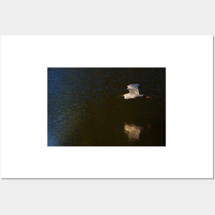 Into the Light - Snowy Egret Posters and Art